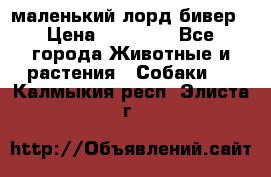 маленький лорд бивер › Цена ­ 10 000 - Все города Животные и растения » Собаки   . Калмыкия респ.,Элиста г.